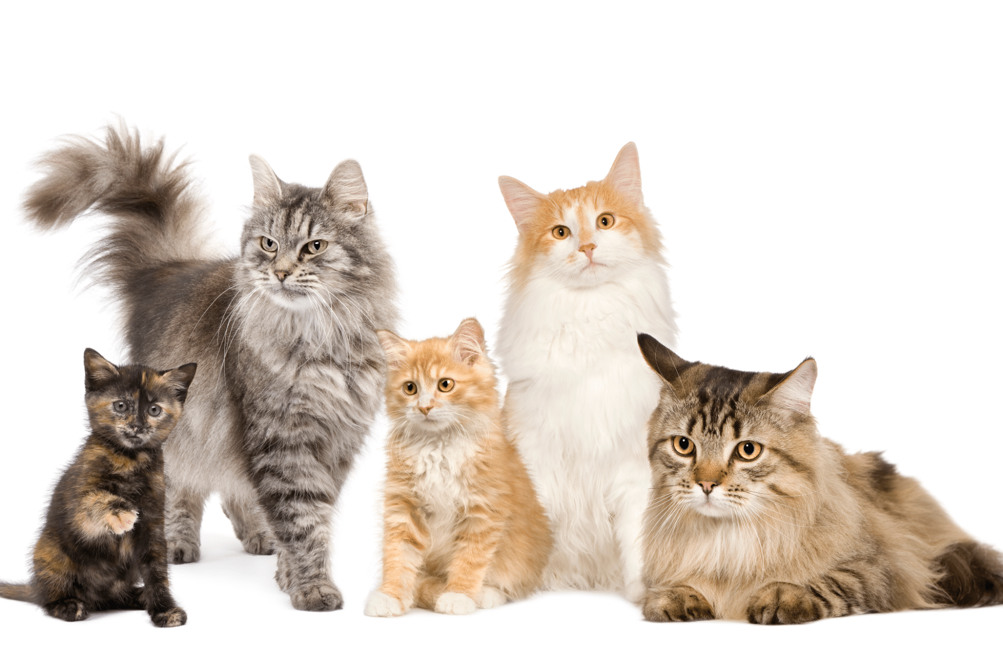 貓的年齡對照表｜歲月輕柔走過鬍鬚尖——愛貓各階段飼養指南- 牧騰生技