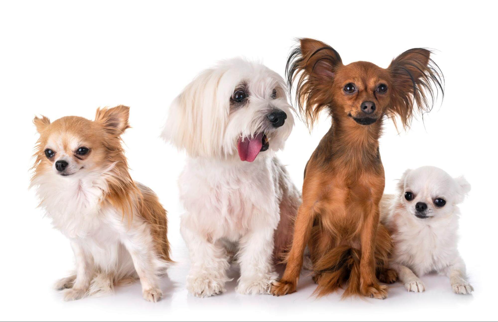 狗狗壽命排名中,體型越小的狗狗壽命時間比較長