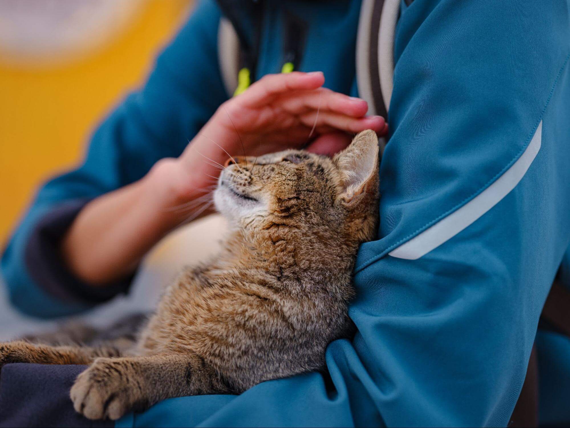 進行老貓照顧,需幫年長貓貓調整生活空間並適時補充營養