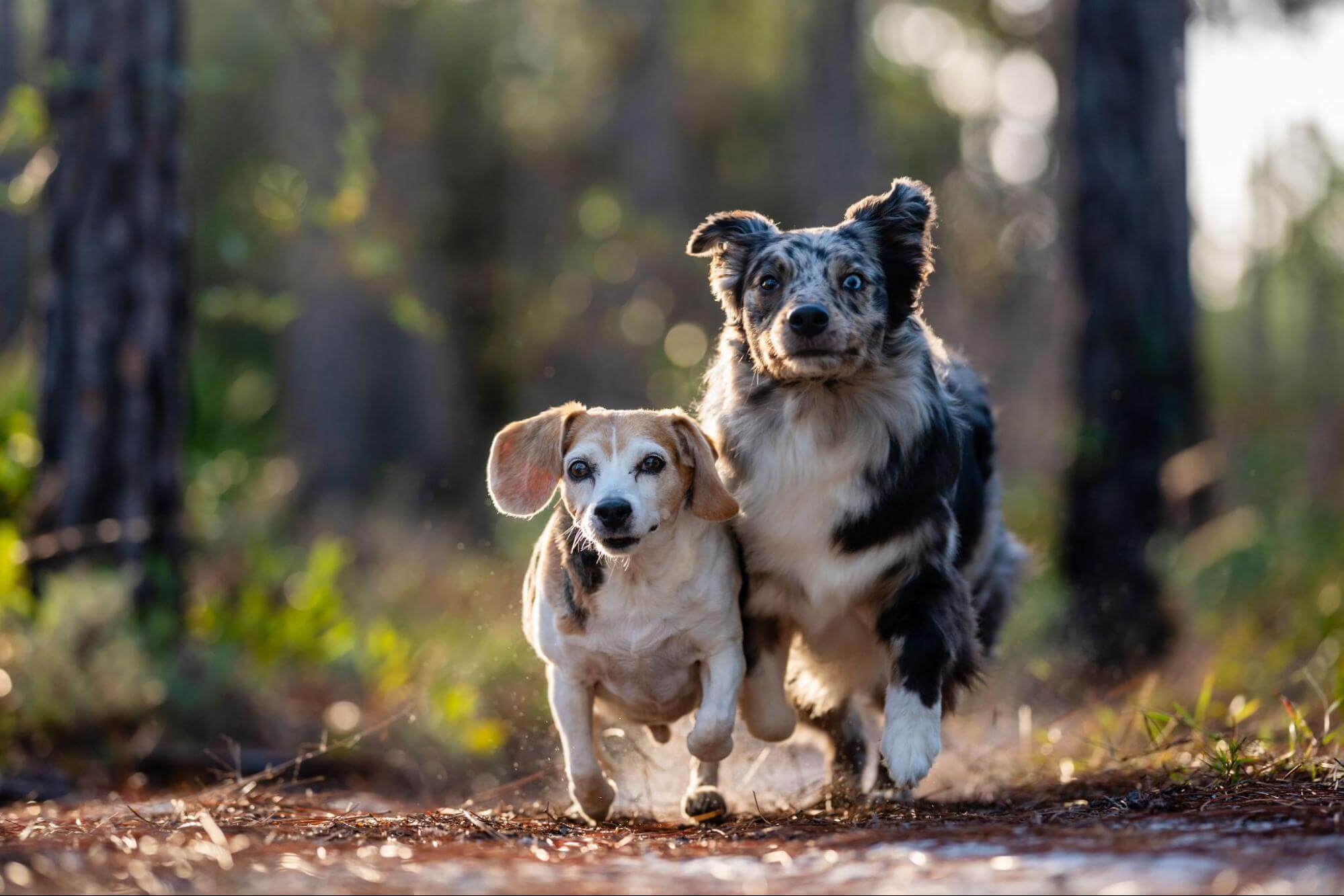 狗狗年齡對照表可看到不同體型狗狗的老化速度