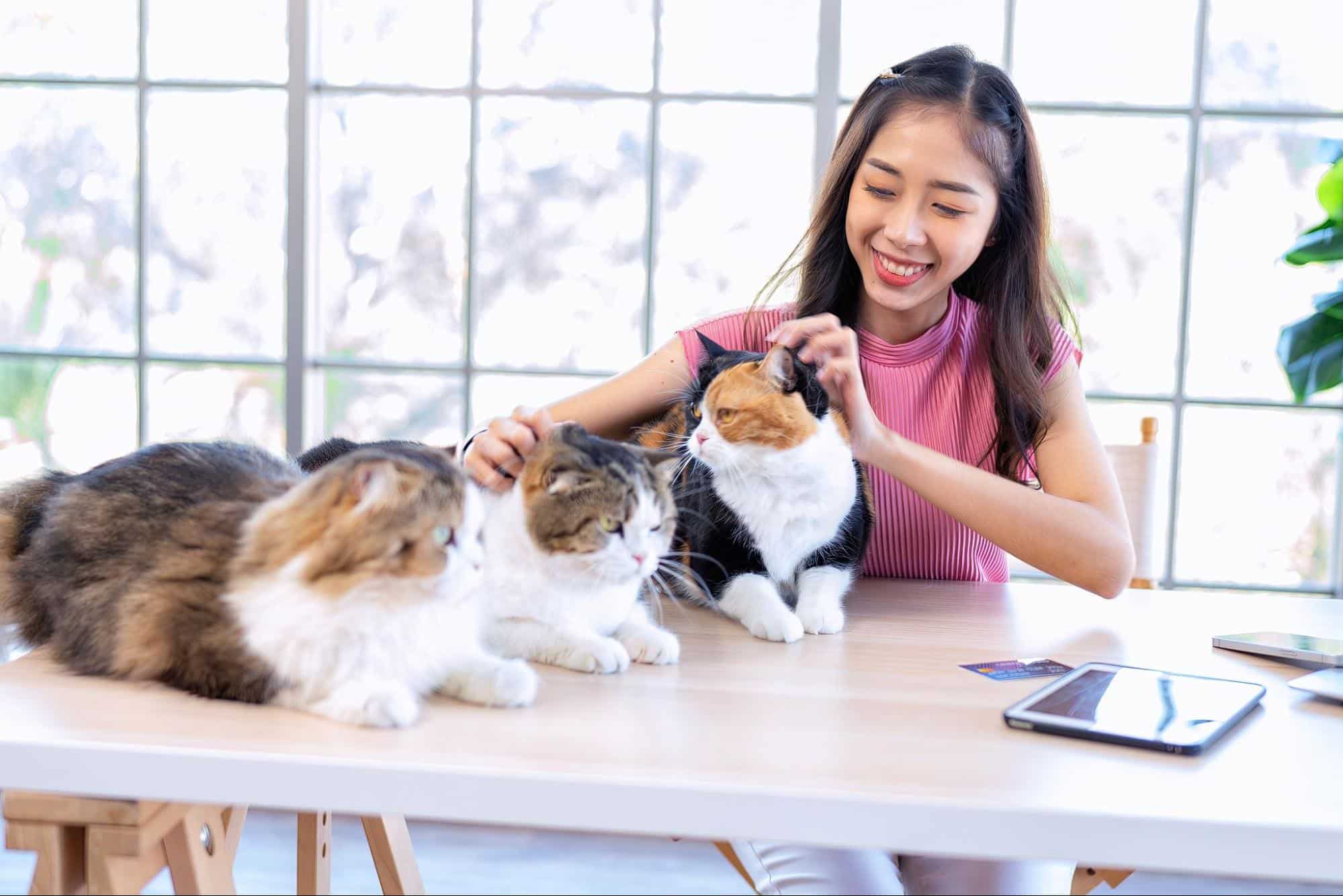 進行老貓照顧,需幫年長貓貓調整生活空間並適時補充營養