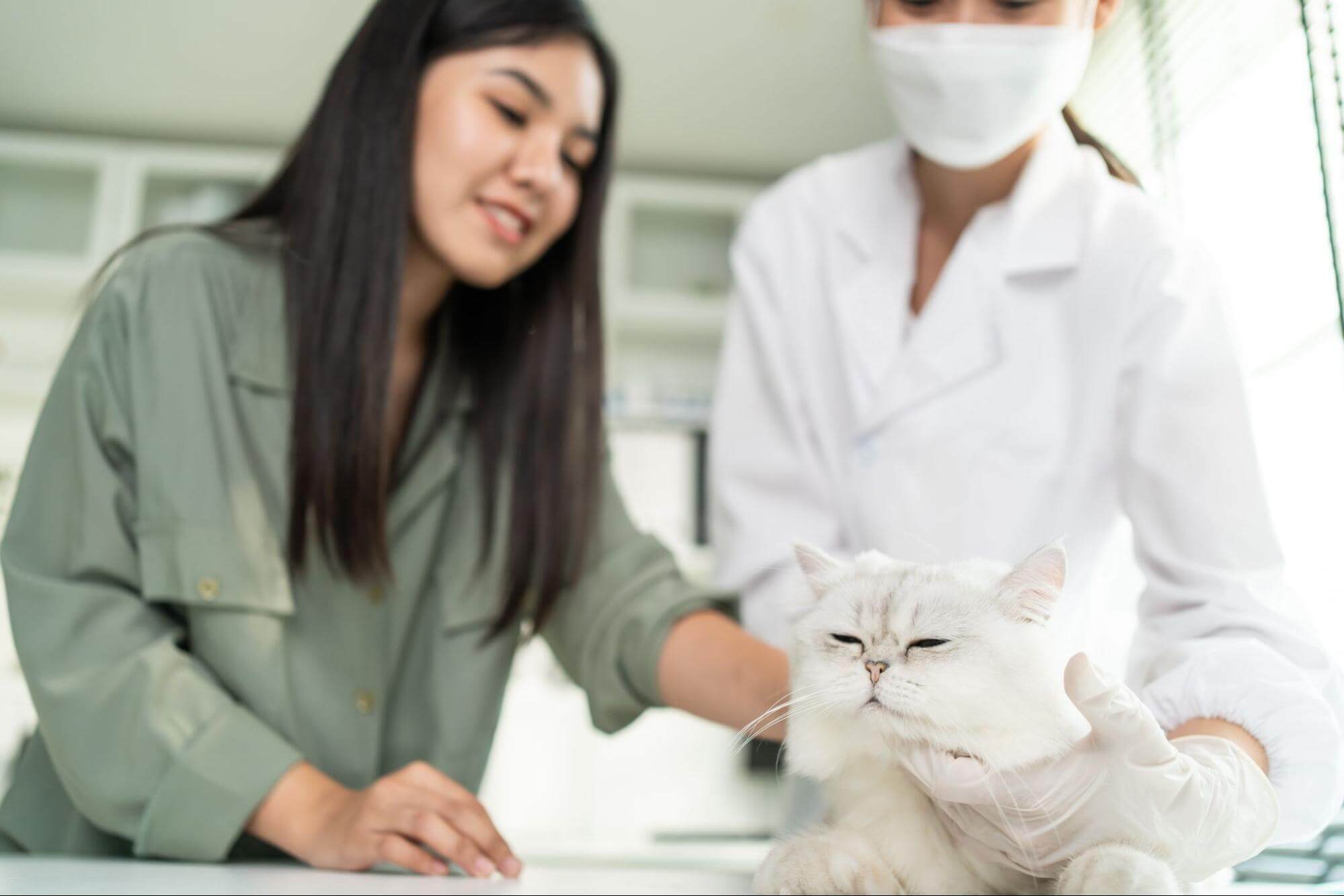 品種貓疾病可以透過基因檢測及早做相應照護對策