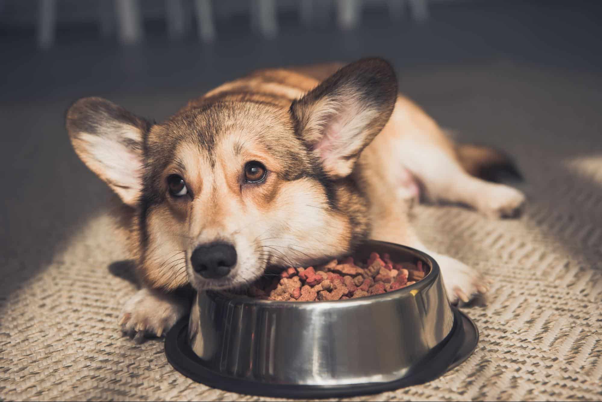 為什麼狗狗不吃飯?老狗不吃飯怎麼辦?